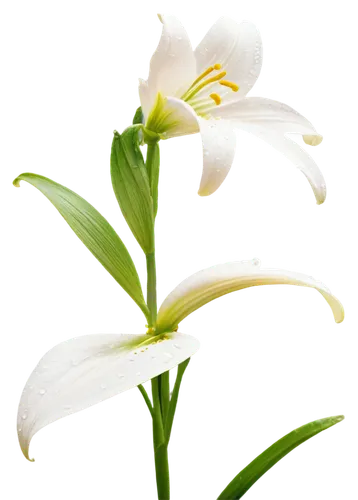 Delicate lily, white petals, yellow anther, slender stem, green leaves, water droplets, morning dew, soft natural light, shallow depth of field, warm color tone, 3/4 composition, close-up shot.,some f