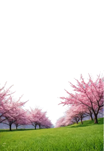 sakura trees,japanese sakura background,japanese cherry trees,cherry trees,spring background,sakura background,springtime background,sakura tree,takato cherry blossoms,cherry blossoms,japanese cherry blossoms,cherry blossom tree,the cherry blossoms,spring leaf background,japanese floral background,sakura cherry tree,blooming trees,landscape background,pink cherry blossom,cherry blossom,Conceptual Art,Sci-Fi,Sci-Fi 21