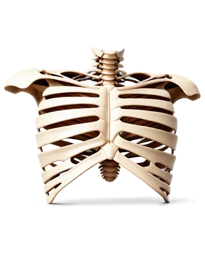 rib cage,ribcage,rotator cuff,wood skeleton,cervical spine,skeletal structure,human skeleton,bone-in rib,skeleton,rmuscles,vertebrae,skeletal,vintage skeleton,spine,chiropractic,concertina,chest,diaphragm,respiratory protection,cardiac massage,Art,Artistic Painting,Artistic Painting 23