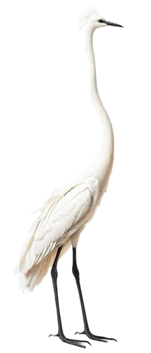 egretta novaehollandiae,egret,white egret,eastern great egret,fujian white crane,crane-like bird,great egret,great white egret,snowy egret,little egret,pacific heron,a species of marine bird,white heron,crane,grey neck king crane,wading bird,ibis,pied heron,anodorhynchus,coastal bird,Illustration,Black and White,Black and White 16