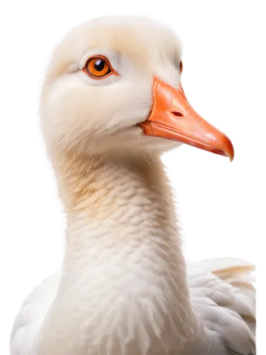 gooseander,gullfaks,lameduck,greylag goose,rockerduck,branta,egyptian goose,goose,snow goose,duck,mandarin duck portrait,larus,nile goose,pelecanus,greylag,seagle,dolan,cayuga duck,female duck,ornamental duck,Illustration,Black and White,Black and White 27