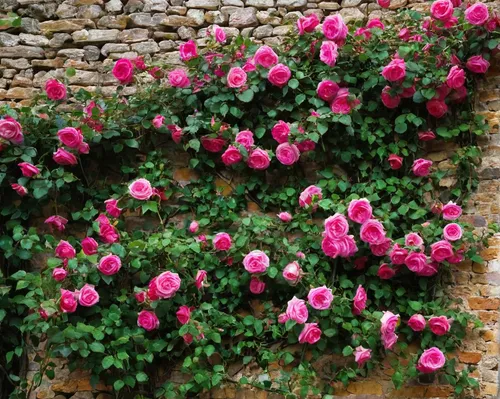 hedge rose,blooming roses,noble roses,rose bush,climbing rose,esperance roses,veules-les-roses,pink roses,old country roses,shrub rose,rosa sericea,historic rose,moss roses,rose roses,rosa moyesii,rose plant,rosa omeiensis,rosa-sinensis,garden roses,rosa spinosissima,Art,Artistic Painting,Artistic Painting 23