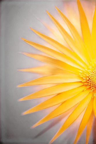 sunburst background,chrysanthemum background,flame flower,sunburst,netburst,pointed flower,flower in sunset,celestial chrysanthemum,light fractal,sun flower,sunbursts,fire flower,erdsonne flower,dandelion flower,chrysanthemum,gold flower,sunstar,oriflamme,incandescence,dandelion background,Illustration,Vector,Vector 21