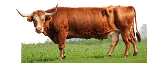 zebu,red holstein,cow,gau,bevo,vache,cow icon,ox,simmental cattle,oxen,brahmans,genoino,limousins,kokshoorn,beef breed international,limousin,shorthorn,domestic cattle,holstein cow,bakri,Illustration,Japanese style,Japanese Style 18