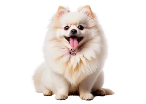 Fluffy Pomeranian, cute face, small nose, bright eyes, curly fur, white coat, pink tongue, sitting, front paw raised, toy in mouth, soft lighting, 3/4 composition, shallow depth of field, warm color t