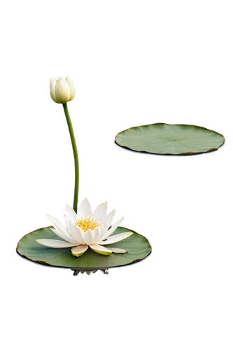 white water lily,water lily plate,water lily,white water lilies,pond lily,lotus on pond,flower of water-lily,water lotus,waterlily,waterlilies,water lily flower,water lilies,lily pad,water lilly,pond flower,water lily leaf,lily pads,water flower,lily pond,water flowers,Conceptual Art,Fantasy,Fantasy 10