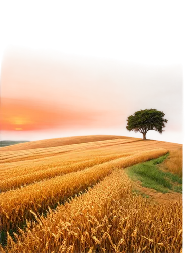 wheat field,wheat crops,wheat fields,strand of wheat,field of cereals,wheatfield,barley field,landscape background,wheat grain,wheat grasses,grain field panorama,grain field,strands of wheat,wheat ear,cornfield,farm landscape,wheat,triticum,straw field,arable,Illustration,Realistic Fantasy,Realistic Fantasy 28