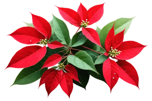 natal lily,poinsettia,christmas flower,poinsettia flower,flower of christmas,red snowflake,xmas plant,american holly,star anise,holly wreath,flowers png,christmas bells,christmas motif,christmas orchid,christmas star,advent star,ixora,holly bush,christmas border,magic star flower,Illustration,Paper based,Paper Based 05