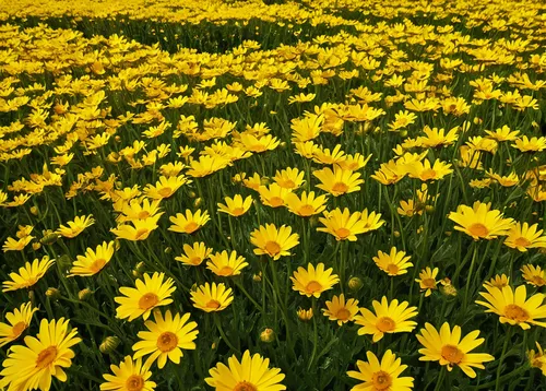 Write a heartwarming story about a field of yellow daisies in full bloom.,yellow daisies,field of flowers,daffodil field,yellow chrysanthemums,flower field,yellow daffodils,blanket of flowers,yellow t