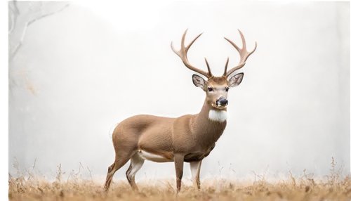 red-necked buck,whitetail buck,whitetail,male deer,antlered,white-tailed deer,antler velvet,pere davids male deer,blacktail,red deer,mule deer,whitetails,european deer,deer illustration,deer,venado,gold deer,antler,moschus,deery,Illustration,Realistic Fantasy,Realistic Fantasy 44