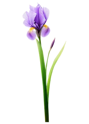 tulipan violet,lavender flower,purple flower,flowers png,iridaceae,spiderwort,the lavender flower,flower wallpaper,violet tulip,butterwort,orchid flower,purple tulip,small flower,flower purple,dwarf iris,crown chakra flower,grape-grass lily,blu flower,brodiaea,violet flowers,Conceptual Art,Daily,Daily 19