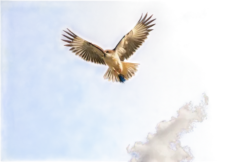 bird in flight,soar,flying hawk,bird in the sky,bird flying,seagull in flight,windhover,red tailed kite,ferruginous hawk,red tailed hawk,red kite,red tail hawk,in flight,rapace,parachutist,red-tailed hawk,buteo,jet and free and edited,blue buzzard,sea eagle,Conceptual Art,Oil color,Oil Color 02