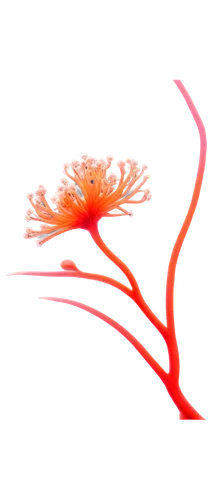 flowers png,stamen,flagella,stamens,microtubules,microvascular,rotifer,angiography,angiogenesis,arteriole,fibroblast,vasculature,microcirculation,arteriovenous,glia,spermatogenesis,angiogram,spermatogonia,pylori,false saffron,Photography,Artistic Photography,Artistic Photography 03