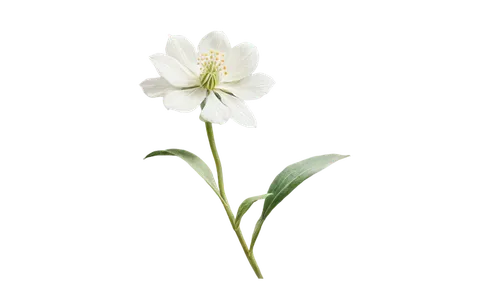 garden star of bethlehem,star of bethlehem,grass lily,flowers png,grape-grass lily,white lily,grass blossom,lily of the valley,dandelion background,lily of the field,ikebana,lutea,starflower,flower wallpaper,the star of bethlehem,minimalist flowers,elven flower,flower background,ornithogalum,sagittaria,Art,Classical Oil Painting,Classical Oil Painting 09