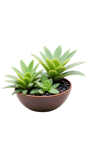 succulent plant,androsace rattling pot,dark green plant,money plant,pot plant,indoor plant,citronella,potted plant,houseplant,small plants,small plant,outdoor plants,plants in pots,succulent in dark red pot,green plant,container plant,plant pot,acianthera,monocotyledon,garden pot,Conceptual Art,Oil color,Oil Color 18