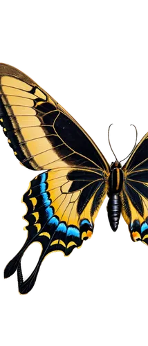 ornithoptera,butterfly vector,butterfly background,swallowtails,papilio machaon,butterfly clip art,hybrid black swallowtail butterfly,swallowtail butterfly,swallowtail,graphium,eastern black swallowtail,birdwing,papilio,large aurora butterfly,eastern tiger swallowtail,aurora butterfly,ulysses butterfly,butterfly isolated,machaon,butterfly,Illustration,Realistic Fantasy,Realistic Fantasy 13