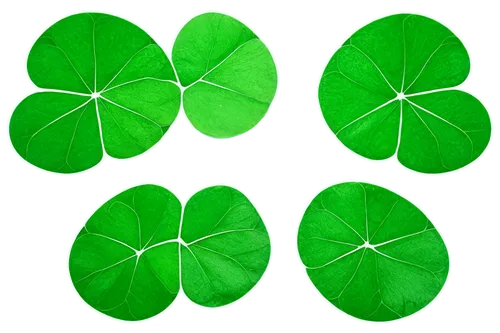 st patrick's day icons,patrol,three leaf clover,four-leaf clover,five-leaf clover,4-leaf clover,four leaf clover,shamrocks,clovers,4 leaf clover,spring leaf background,shamrock,a four leaf clover,clover leaves,shamrock balloon,lotus leaf,pot of gold background,clover pattern,leaf background,grape leaf,Photography,Artistic Photography,Artistic Photography 06