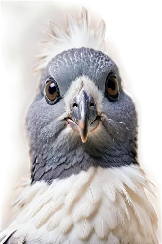 portrait of a rock kestrel,black-shouldered kite,lanner falcon,fantail pigeon,cockatoo,northern goshawk,laughing kookaburra,new zealand falcon,cacatua,noisy miner,bird png,gyrfalcon,black-winged kite,tawny frogmouth owl,kookabura,domestic pigeon,crested hawk-eagle,aplomado falcon,ferruginous hawk,goshawk,Illustration,Abstract Fantasy,Abstract Fantasy 23