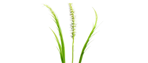 sweet grass plant,wheat germ grass,green wheat,wheat grass,spikelets,aegilops,equisetum,citronella,grape-grass lily,spring onion,sea oat grass,grass lily,echinochloa,feather bristle grass,ornamental grass,panicum,foxtail barley,cyperus,elymus,agropyron,Photography,Artistic Photography,Artistic Photography 01