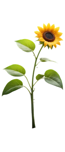 small sun flower,stored sunflower,flowers png,woodland sunflower,helianthus,helianthus occidentalis,rudbeckia,sunflower,helianthus annuus,calendula,calenduleae,rudbeckia nidita,aa,helianthus sunbelievable,sunflower paper,asteraceae,sunflower seeds,sun flower,yellow ball plant,sunflowers in vase,Photography,General,Sci-Fi