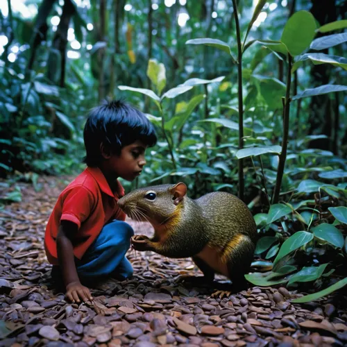 child playing,indian palm squirrel,collecting nut fruit,gold agouti,children playing,dwarf mongoose,kopi luwak,sumatran,orang utan,honduras lempira,paraguayian guarani,african bush squirrel,dwarf armadillo,kelapa,holding a coconut,guatemalan,to collect chestnuts,conguillío national park,pachamama,silver agouti,Photography,Documentary Photography,Documentary Photography 12