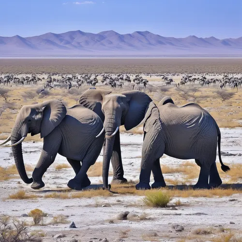 Imagine a thrilling adventure in Namibia's Etosha National Park.,etosha,elephant herd,african elephants,african elephant,elephantine,cartoon elephants,elephants,elephants and mammoths,african bush ele