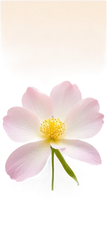 anemone japonica,japanese anemone,chrysanthemum background,flowers png,cosmos flower,flower background,bush anemone,lotus png,pink chrysanthemum,the white chrysanthemum,anemone hupehensis september charm,paper flower background,white chrysanthemum,wood daisy background,pink anemone,genus anemone,minimalist flowers,japanese anemones,flower illustrative,lotus ffflower,Illustration,Black and White,Black and White 31