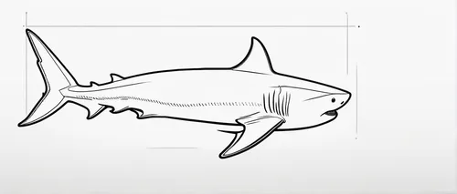 vector graphic,vector images,vector design,vector illustration,rhino fish,vector image,coelacanth,tursiops truncatus,requiem shark,vector graphics,tuna,atlantic bluefin tuna,wall sticker,vector,mermaid vectors,cartilaginous fish,remora,vector pattern,fishbones,size comparison,Illustration,Black and White,Black and White 04