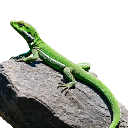 european green lizard,green lizard,green crested lizard,emerald lizard,day gecko,patrol,carolina anole,anole, anole,malagasy taggecko,morelia viridis,eleutherodactylus,wonder gecko,eastern water dragon lizard,pacific treefrog,side-blotched lizards,gecko,coral finger tree frog,climbing salamander,ring-tailed iguana,Illustration,Black and White,Black and White 33