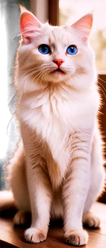 Cute cat, white fur, pink nose, blue eyes, fluffy ears, sitting posture, front paw raised, whiskers, soft fur texture, morning sunlight, warm color tone, shallow depth of field, 3/4 composition.,jiwan