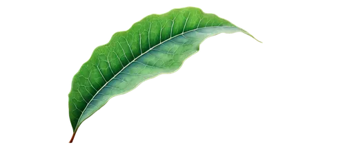 magnolia leaf,tropical leaf,coconut leaf,mape leaf,walnut leaf,jungle leaf,custody leaf,chestnut leaf,banana leaf,foliage leaf,leaf,fan leaf,tree leaf,mammoth leaf,fig leaf,palm leaf,bo leaf,leaf branch,paan,gum leaves,Illustration,Paper based,Paper Based 26