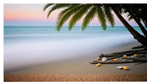 beach landscape,tropical beach,dream beach,beach scenery,caribbean beach,coconut trees,coconut tree,coconuts on the beach,beautiful beaches,beautiful beach,tropical sea,beach background,paradises,paradise beach,sunrise beach,coconut palms,coconut palm tree,caribe,caribbean sea,caribbean,Photography,Documentary Photography,Documentary Photography 21