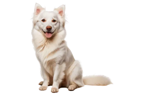 white shepherd,berger blanc suisse,american eskimo dog,korean jindo dog,canadian eskimo dog,canaan dog,japanese spitz,white dog,icelandic sheepdog,samoyed,northern inuit dog,english white terrier,seppala siberian sleddog,siberian husky,maremma sheepdog,labrador husky,indian spitz,german spitz mittel,german spitz,blonde dog,Art,Artistic Painting,Artistic Painting 03