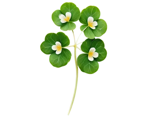 wood-sorrel,redwood sorrel,medium clover,flowers png,wood sorrel,long ahriger clover,five-leaf clover,4-leaf clover,narrow clover,four-leaf clover,rockcress,shamrocks,clovers,dutch clover,centella,watercress,oxalis iron cross,four leaf clover,wood sorrel family,three leaf clover,Conceptual Art,Fantasy,Fantasy 27