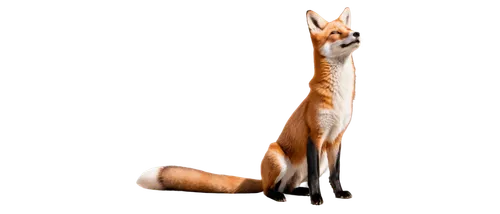 Orange fox, realistic, solo, detailed fur, white chest, bushy tail, standing, looking up, morning sunlight, warm color tone, cinematic composition, shallow depth of field, HDR, natural background.,an 