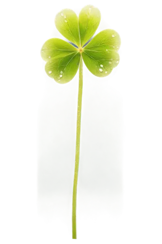 4-leaf clover,narrow clover,medium clover,four-leaf clover,five-leaf clover,pennywort,clover leaves,three leaf clover,4 leaf clover,four leaf clover,lucky clover,a four leaf clover,clovers,long ahriger clover,distressed clover,shamrock,maidenhair,clover flower,spring leaf background,oxalis,Illustration,Black and White,Black and White 14