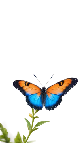 butterfly background,blue butterfly background,hypolycaena,butterfly isolated,ulysses butterfly,lycaena phlaeas,lycaena,isolated butterfly,morphos,blue morpho butterfly,orange butterfly,butterfly vector,morpho butterfly,blue morpho,peacock butterfly,french butterfly,butterfly,butterfly on a flower,morpho,tropical butterfly,Conceptual Art,Graffiti Art,Graffiti Art 04