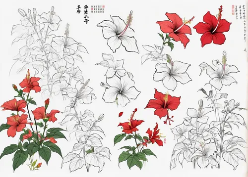 epilobium angustifolium,illustration of the flowers,catchfly,flowers png,nicotiana glauca,flower illustration,ruellia simplex,silene noctiflora,erythrina crista-galli,hibiscus rosa-sinensis,rosa-sinensis,hibiscus rosasinensis,red flowers,silene vulgaris,chinese hibiscus,flower drawing,jasminum,capsicum annuum,passifloraceae,hibiscus-double,Unique,Design,Character Design