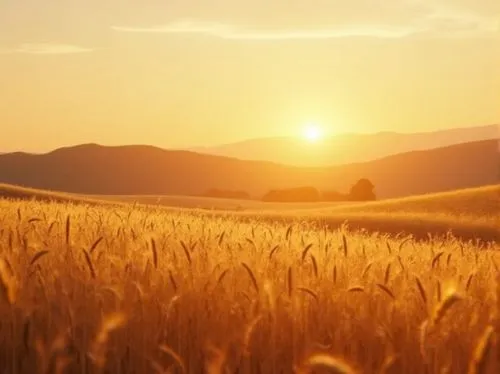 wheat color, earthy tone, natural landscape, rolling hills, sunset background, warm lighting, soft focus, gentle breeze, wheat field, golden ratio composition, 3/4 view, subtle texture, organic shape,