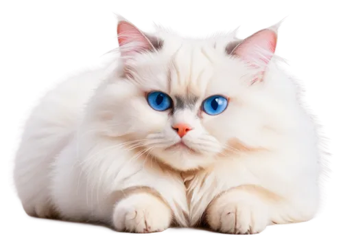 blue eyes cat,cat with blue eyes,birman,ragdoll,white cat,cat on a blue background,snowbell,himalayan persian,siamese cat,blue eyes,cute cat,cartoon cat,cat vector,the blue eye,heterochromia,blue eye,breed cat,cat's eyes,bleustein,cyanamid,Illustration,American Style,American Style 02