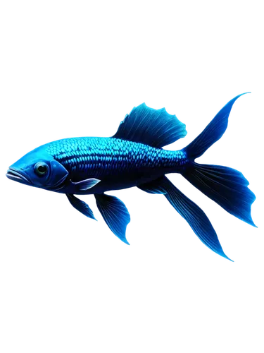 blue stripe fish,coelacanth,blue fish,tobaccofish,diamond tetra,betta splendens,blue angel fish,cichlid,ornamental fish,aquarium fish feed,fish pen,fish tern,betta fish,fighting fish,marine fish,pacific saury,pallet doctor fish,siamese fighting fish,freshwater fish,beautiful fish,Conceptual Art,Fantasy,Fantasy 08