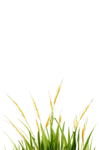 wheat, golden yellow, slender stalks, green leaves, soft light, 3/4 composition, shallow depth of field, warm color tone, cinematic lighting, detailed texture, gentle sway, solo, realistic, PNG transp