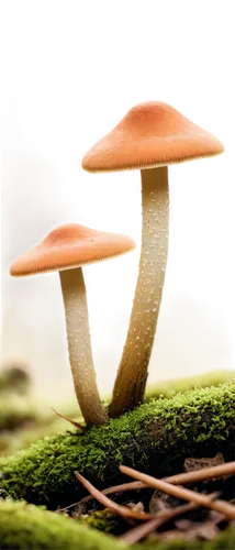 mushroom landscape,edible mushrooms,forest mushroom,forest mushrooms,toadstools,champignon mushroom,edible mushroom,lingzhi mushroom,mushroom type,fungus,fungal science,fungi,anti-cancer mushroom,cubensis,small mushroom,mushrooms,agaricaceae,umbrella mushrooms,mushroom,tree mushroom,Art,Artistic Painting,Artistic Painting 29