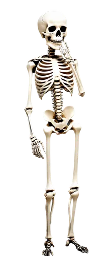 skeletal,calcium,human skeleton,vintage skeleton,skeleltt,skeleton,skeletal structure,bone,skeletons,endoskeleton,bones,day of the dead skeleton,bowl bones,wood skeleton,die,danse macabre,pile of bones,png image,skull allover,skull bones,Art,Artistic Painting,Artistic Painting 07