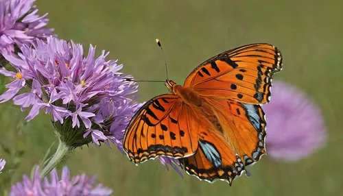 gulf fritillary,high brown fritillary,euphydryas,queen of spain fritillary,the imperial fritillary,butterfly on a flower,dark green fritillary,satyrium (butterfly),dark-green-fritillary,fritillary butterfly,monarch butterfly on sweet clover,hesperia (butterfly),orange butterfly,variegated fritillary,monarch butterfly,great spangled fritillary,viceroy (butterfly),lycaena phlaeas,french butterfly,butterfly milkweed,Photography,Fashion Photography,Fashion Photography 26