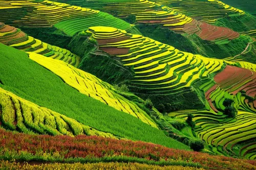 Patterns at Dongchuan by barnabychambers,rice terrace,rice terraces,rice fields,rice field,the rice field,ricefield,yamada's rice fields,rice paddies,vegetables landscape,ha giang,terraced,vegetable f