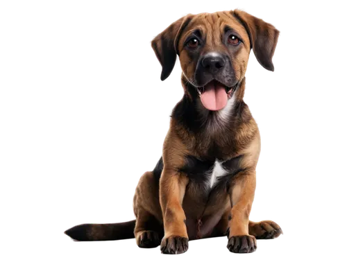 rhodesian ridgeback,black mouth cur,coonhound,oberweiler,catahoula,boerboel,bloodhound,dog illustration,mixed breed dog,dog drawing,dog pure-breed,portrait background,kutta,dog breed,parvovirus,pet portrait,parvo,rottweiler,rhodesian,doberman,Illustration,Paper based,Paper Based 19