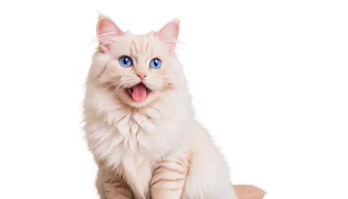 cat with blue eyes,cat on a blue background,blue eyes cat,white cat,felo,pink cat,mau,kittikachorn,transparent background,miqati,cute cat,omc,funny cat,british longhair cat,fluffernutter,cat vector,cartoon cat,colotti,anf,kittenish,Illustration,American Style,American Style 11