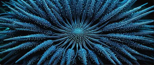 blue chrysanthemum,blue anemone,star anemone,large anemone,ray anemone,sea anemone,sea-urchin,blue peacock,cnidarian,anemone of the seas,balkan anemone,sea urchin,filled anemone,tube anemone,echinoderm,anemone hupehensis,cyanus cornflower,blue petals,mushroom coral,celestial chrysanthemum,Conceptual Art,Fantasy,Fantasy 13