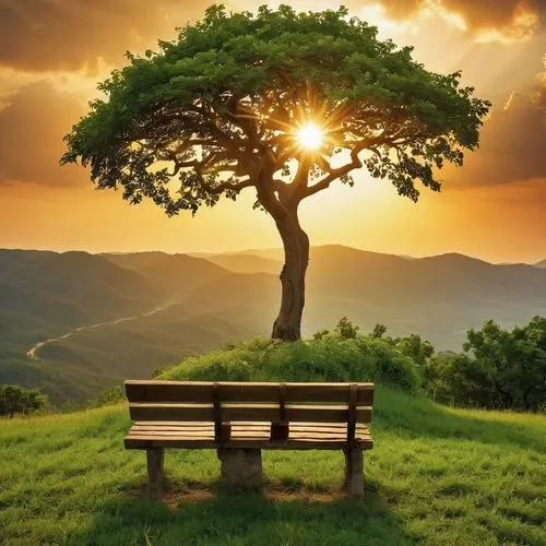 wooden bench,bench,nature background,wood bench,background view nature,aaaa,Photography,General,Realistic